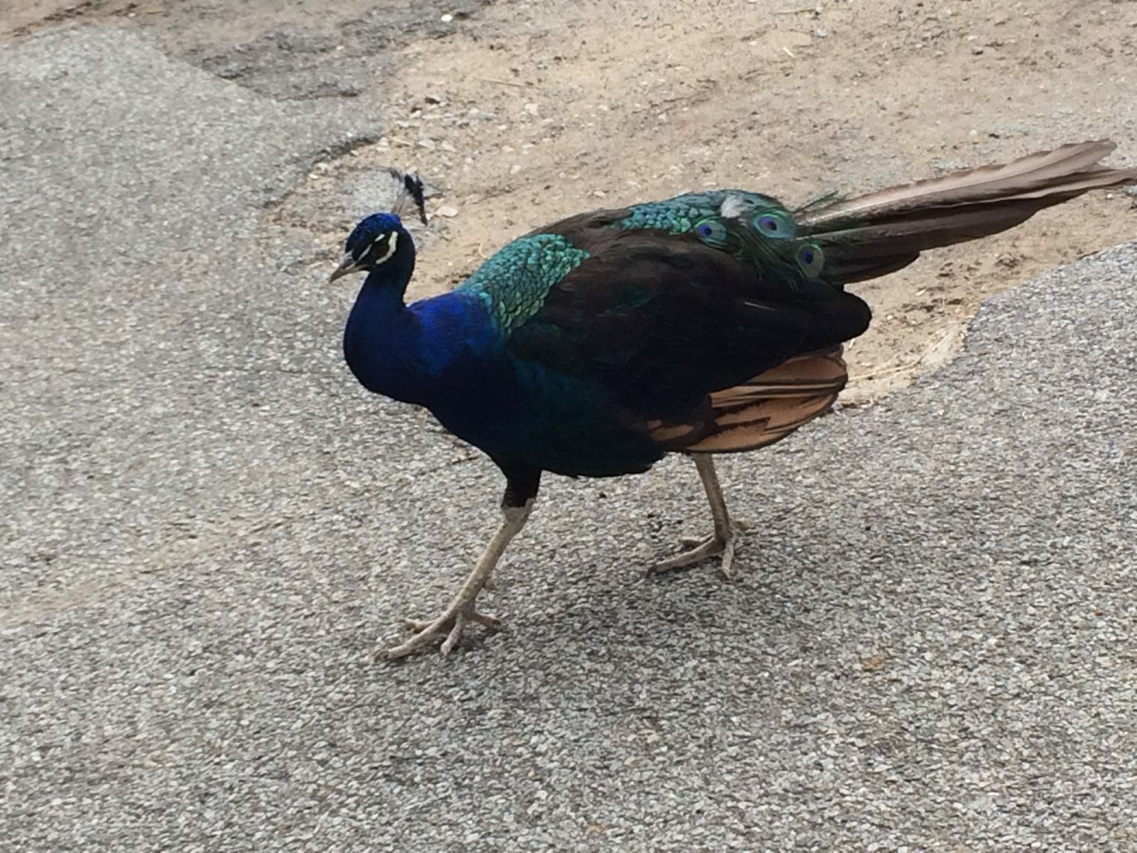 Washington Park Zoo